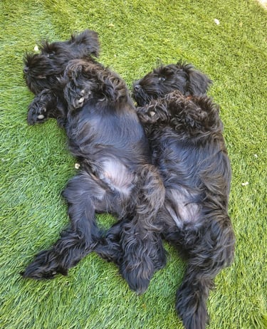 schnauzer nain au repos