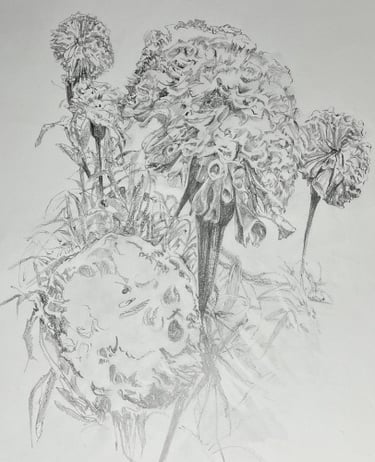 A2 graphite on cartridge: Marigolds study