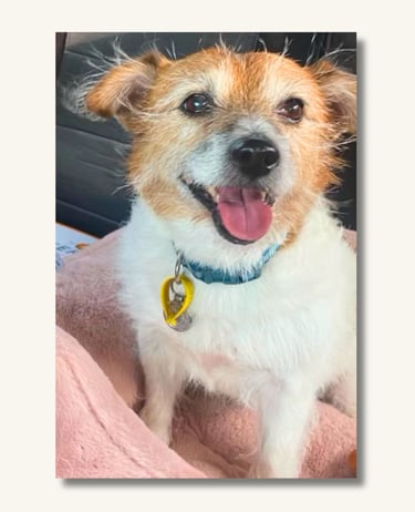 Elsa the Jack Russell Terrier, Sharan's studio assistant and beloved companion.