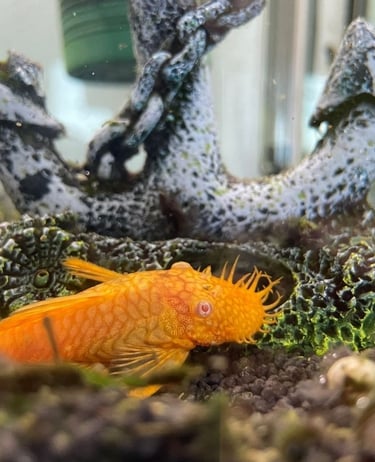 Designer orange bristlenose pleco bred for aquatic health and high color