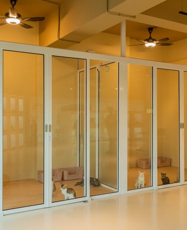 VIP luxury cat suite with 24/7 CCTV access Moly Cat Hotel.