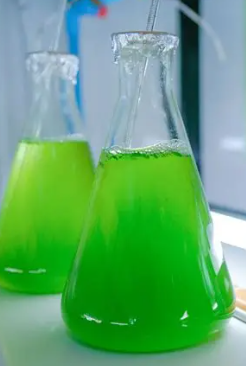 Green microalgae culture growing in glass Erlenmeyer flasks in a laboratory setting.