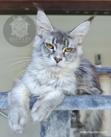 Gato Maine Coon Hembra Silver Plateado en México