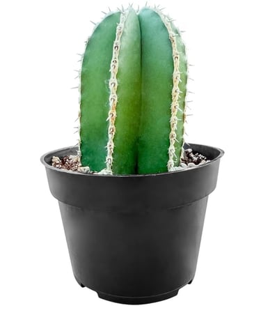 Mexican Fence Post Cactus (Pachycereus marginatus) in nursery pot, ideal for fast-draining soil