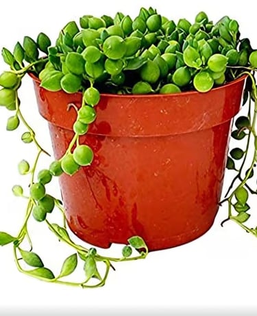 String of pearls succulent in fast-draining soil mix ideal for trailing succulents and low-water