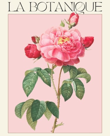 a pink rose with a pink background and a pink rose