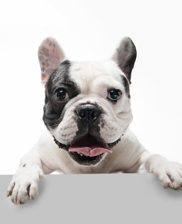 What to do if your dog is stolen 