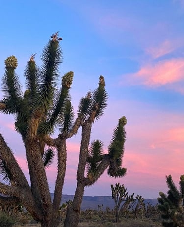 Joshua Tree National Park