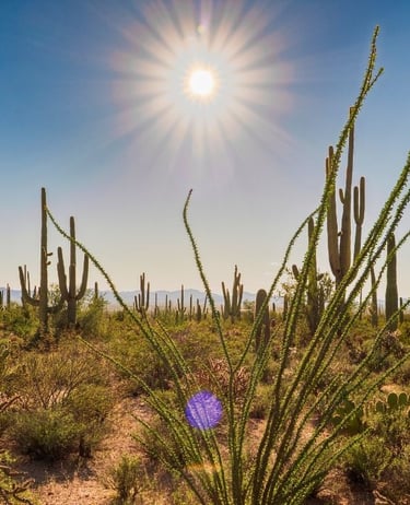 Saguaro National Park