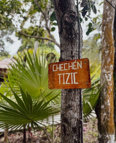 Arbol Chechén de Quintana Roo