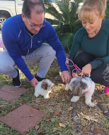 Black and White Mal-Shi Dog with White and Brown Mal-Shi Puppy with Parents