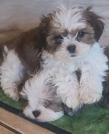 2 Brown and white Maltese Puppies on blanket in Texas.