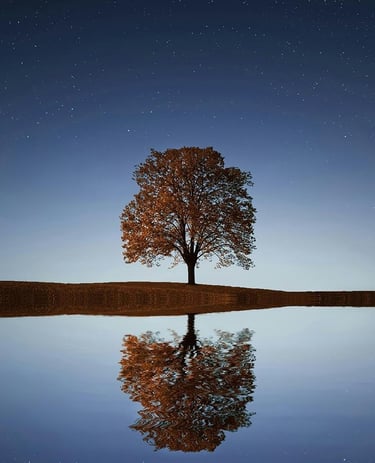 arbre sur ciel étoilé