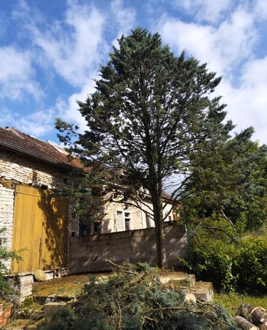 abattage délicat à coté de batiment