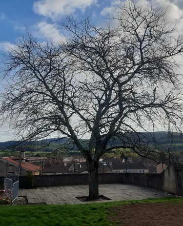abattage d'arbre à cluny