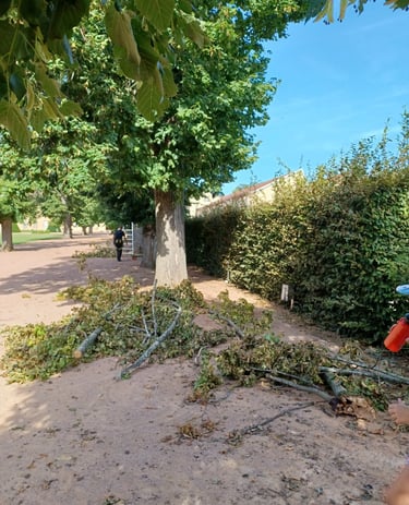 elagage apres tempete