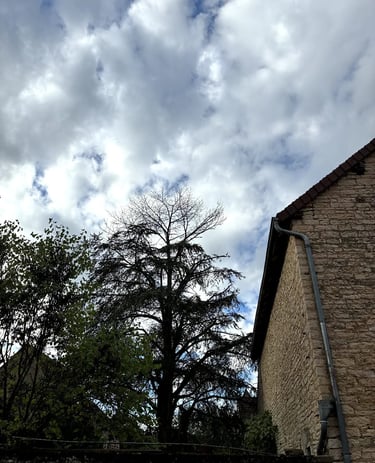 elagage paysagiste à cluny 71