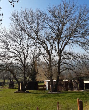 paysagiste cluny élagage