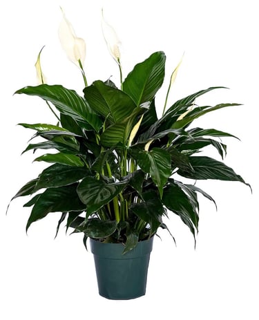Peace lily (Spathiphyllum) growing in balanced indoor potting soil mix with moderate drainage