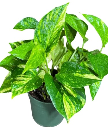 Pothos (Epipremnum aureum) in balanced indoor potting soil mix with proper drainage for root health