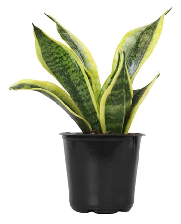 Snake plant (Sansevieria) in balanced indoor soil mix suitable for low-maintenance houseplants