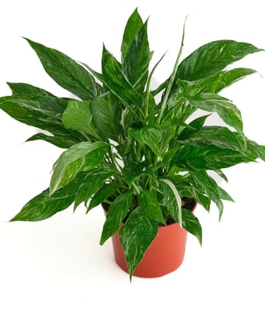 Variegated peace lily (Spathiphyllum) with green and white leaves in indoor pot