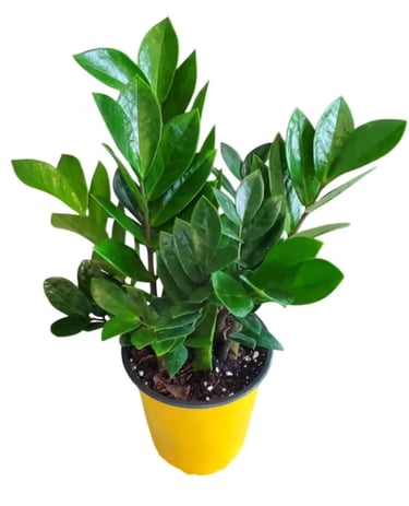 ZZ plant (Zamioculcas zamiifolia) thriving in balanced houseplant soil mix designed for everyday