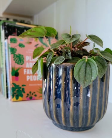 Frost peperomia plant beside books