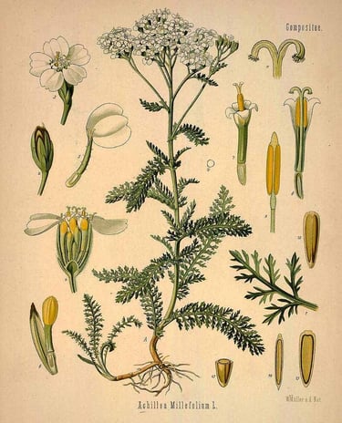 Achillea millefolium (Köhler’s Medizinal Pflanzen)