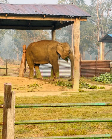 Elephant Breeding Center