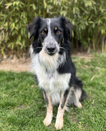 un chien assis sur la pelouse dans le jardin