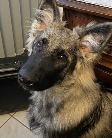 un chien assis sur le sol à côté d'un bureau