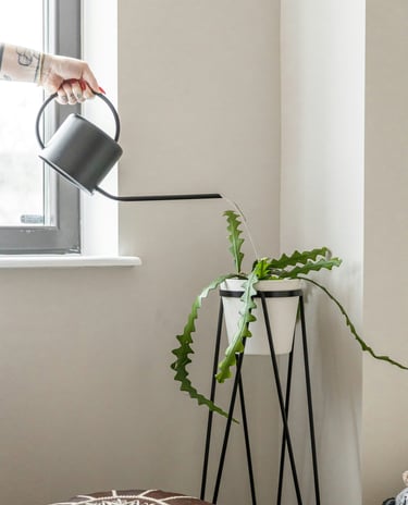 Watering a Fishbone Cactus with a watering can