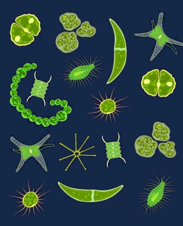 PESTICIDES BIODIVERSITÉ EXTINCTION MASSE OCÉANS PLANCTON