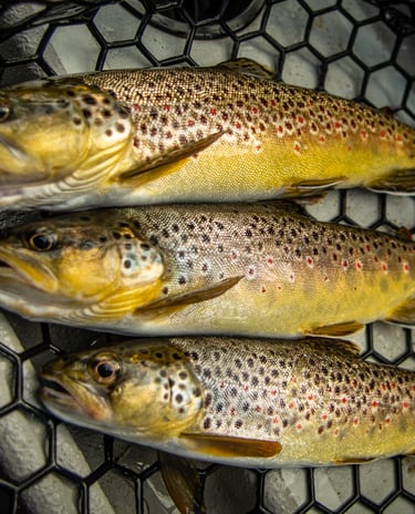 The South Holston River is full of wild brown trout.