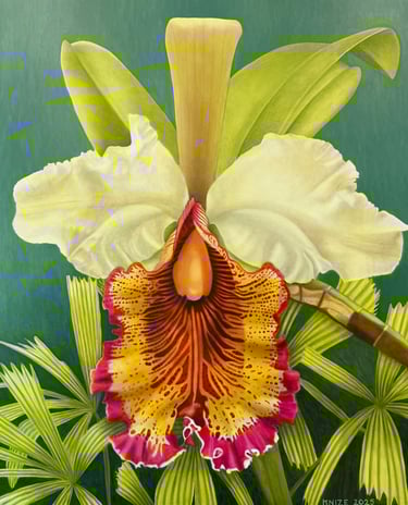 Yellow and Fuchsia Cattleya