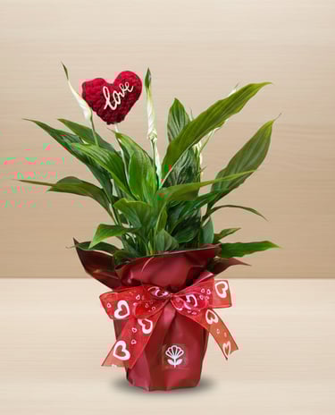 Peace lily plant in a red gift wrap with a heart ribbon and a crochet love topper.