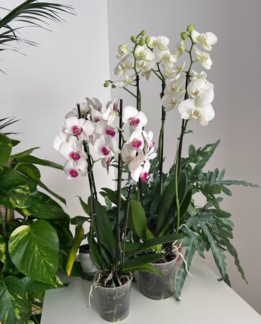 Elegant white moth orchids and purple-centered phalaenopsis orchids on a table with indoor house plants.