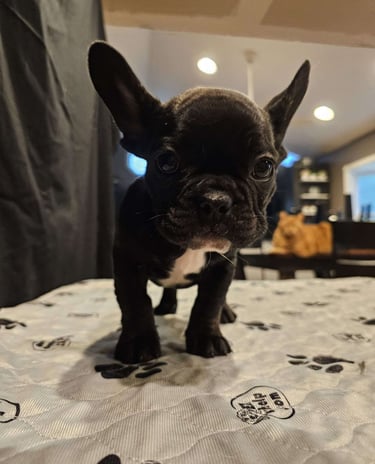 Puppies for Sale