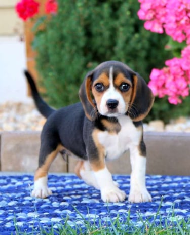 Puppies for Sale