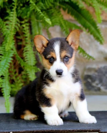 Puppies for Sale