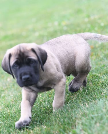 Puppies for Sale