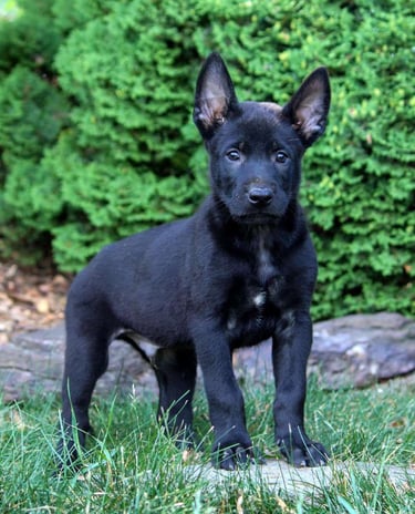 Puppies for Sale