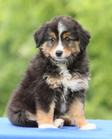 Puppies for Sale