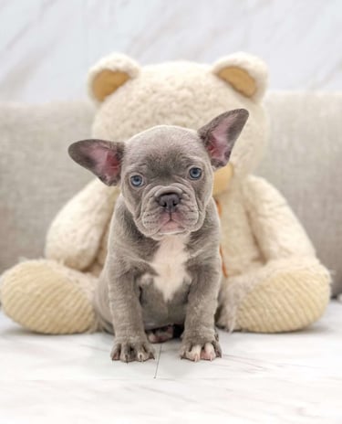 Puppies for Sale