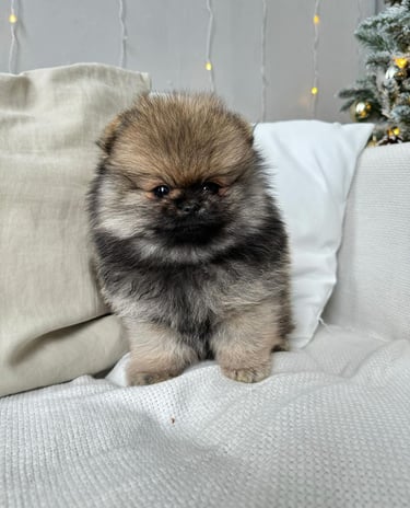 Puppies for Sale