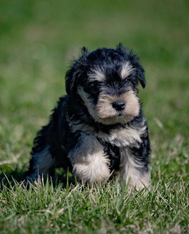 Puppies for Sale