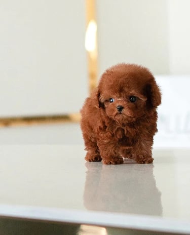 Puppies for Sale