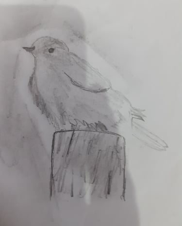 bird sketch