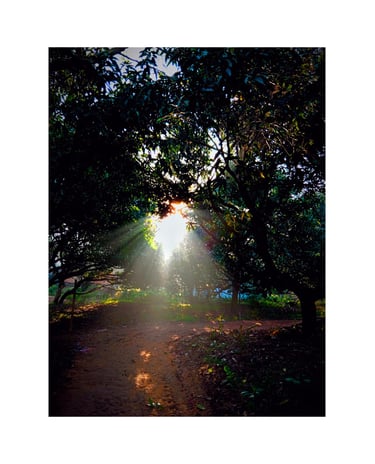 surise between nature